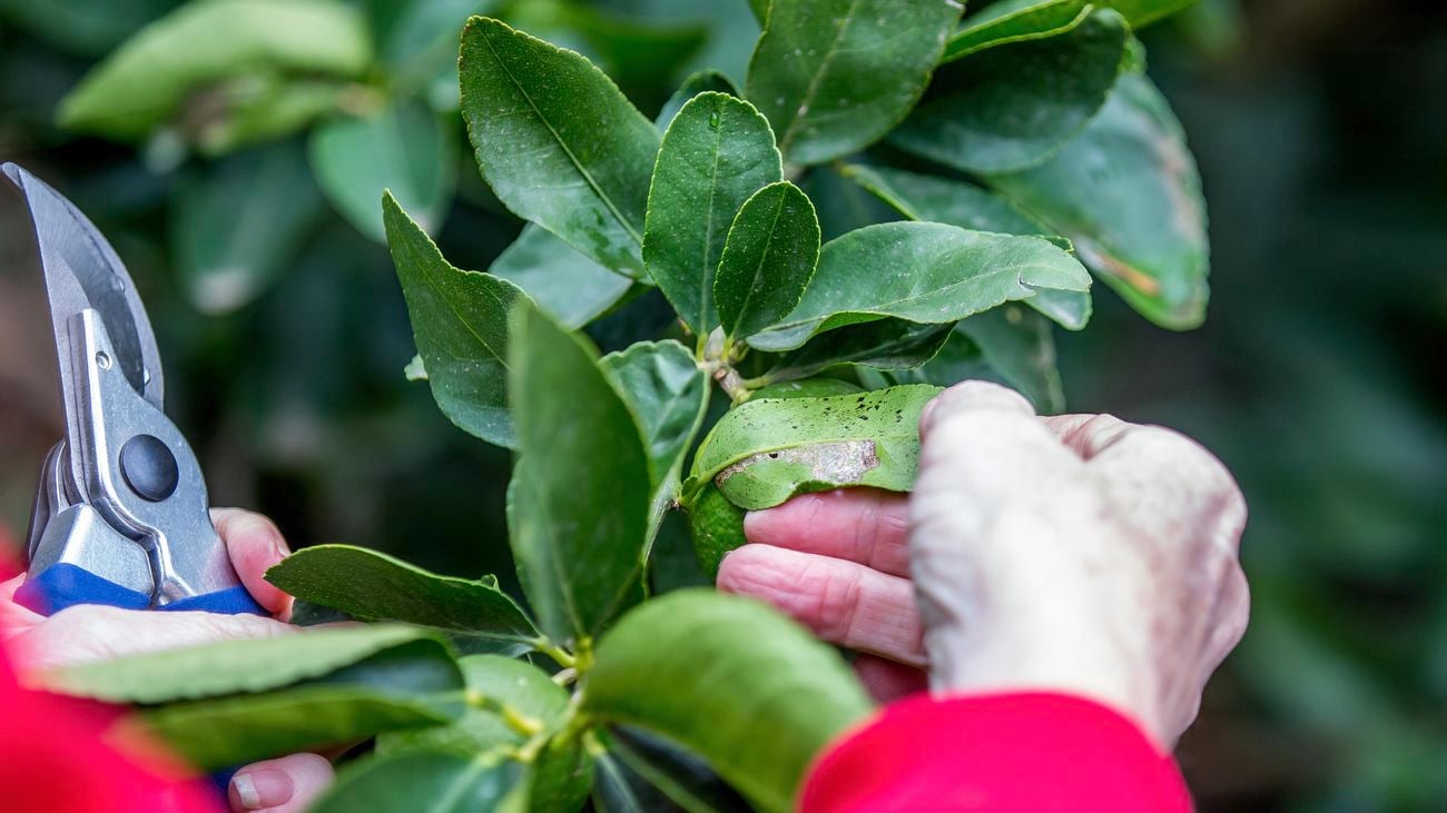 Closeup of person using secateurs to trim gum leaves