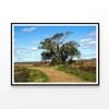 Tree in the Parker River  Print 100% Australian Made 90x60cm  (Poster)