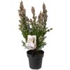 180mm Pinnacle Pink - Chamelaucium uncinatum