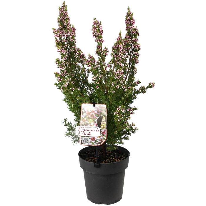 180mm Pinnacle Pink - Chamelaucium uncinatum