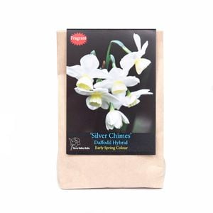 Yarra Valley Bulbs Daffodil Silver Chimes - 5 Pack