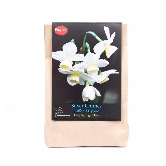 Yarra Valley Bulbs Daffodil Silver Chimes - 5 Pack
