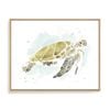 Artey | Watercolor Sea Turtle Study I - Framed Canvas - Natural Frame - 80 x 100cm