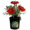 1.5 Velvet Belle - Gazania