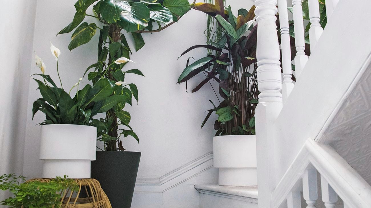 Potted indoor plants on a white staircase