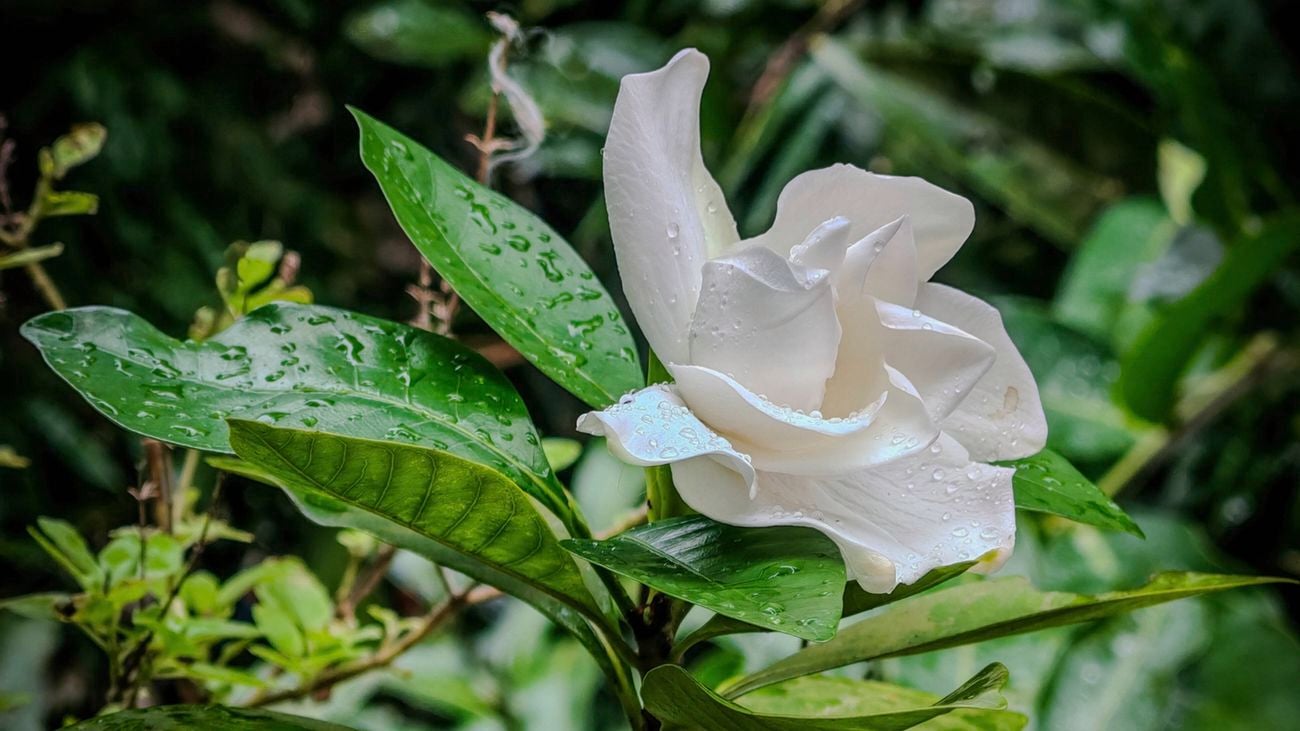 Close up of a white gardenia flower with green leaves wet with raindrops