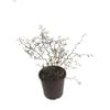 1.9L Muehlenbeckia Astonii