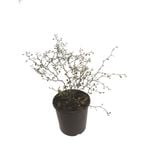 1.9L Muehlenbeckia Astonii