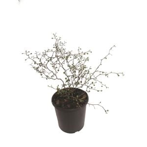 1.9L Muehlenbeckia Astonii