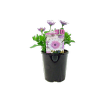 1.5L 3D Silver - Osteospermum ecklonis
