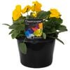 180mm Pansy Yellow - Viola x wittrockiana