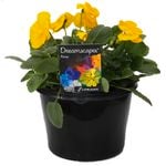 180mm Pansy Yellow - Viola x wittrockiana