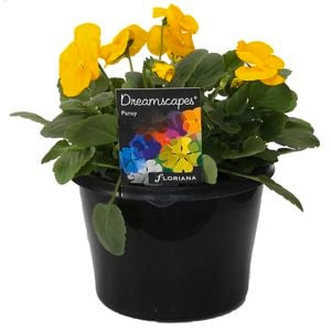 180mm Pansy Yellow - Viola x wittrockiana
