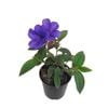2.4L Tibouchina Purple Moon - tibouchina oganensis