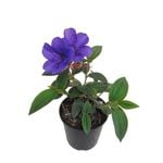2.4L Tibouchina Purple Moon - tibouchina oganensis