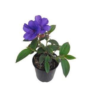2.4L Tibouchina Purple Moon - tibouchina oganensis