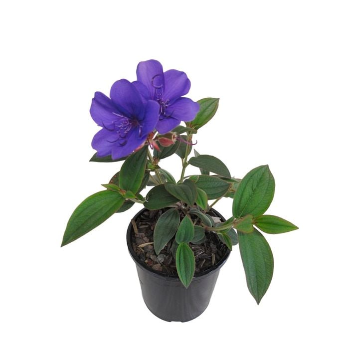 2.4L Tibouchina Purple Moon - tibouchina oganensis