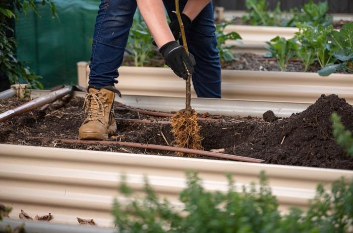 A person planting a bare rooted plant in the garden bed.