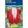 Fiesta Flower Bulbs Tulip Lee Van De Mark - 5 Bulbs