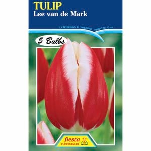 Fiesta Flower Bulbs Tulip Lee Van De Mark - 5 Bulbs