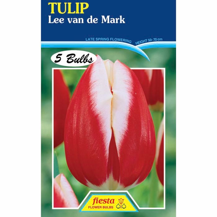 Fiesta Flower Bulbs Tulip Lee Van De Mark - 5 Bulbs