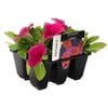 6 Cell Petunia Rose - Petunia hybrid - Fusion Flowers Range