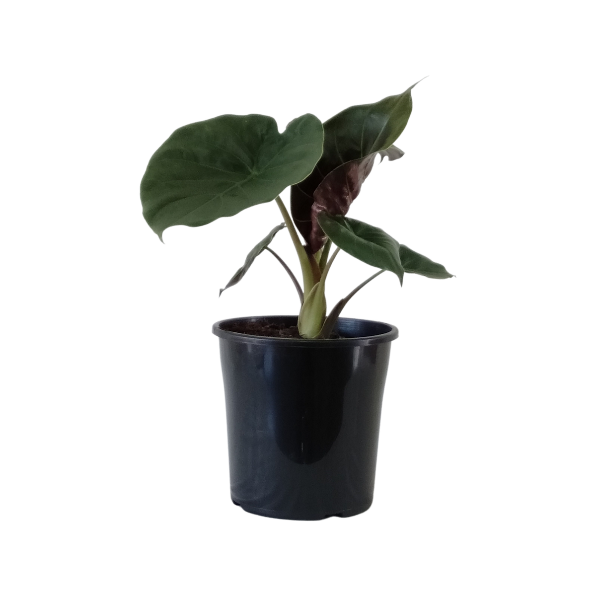 200mm Hardy Elephant Ears - Alocasia wentii - Bunnings Australia