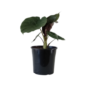 200mm Hardy Elephant Ears - Alocasia wentii