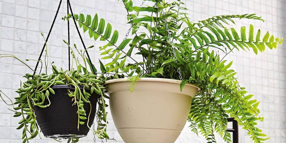 Assorted hanging baskets with plants displayed in a bathroom