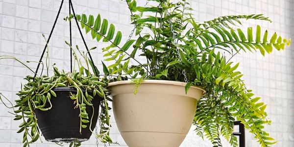 Assorted hanging baskets with plants displayed in a bathroom