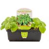 Healthy Living Vegetable Basil Sweet - Ocimum Basilicum