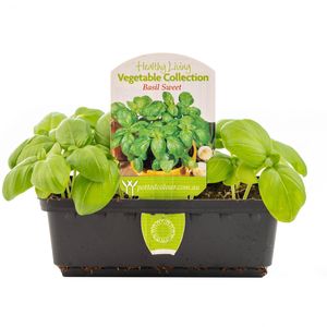 Healthy Living Vegetable Basil Sweet - Ocimum Basilicum