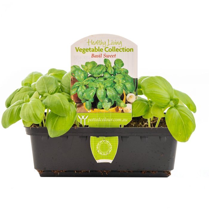 Healthy Living Vegetable Basil Sweet - Ocimum Basilicum