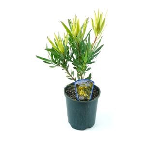 150mm Inca Gold - Leucadendron laureolum x Salignum