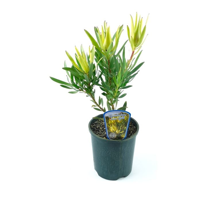 150mm Inca Gold - Leucadendron laureolum x Salignum