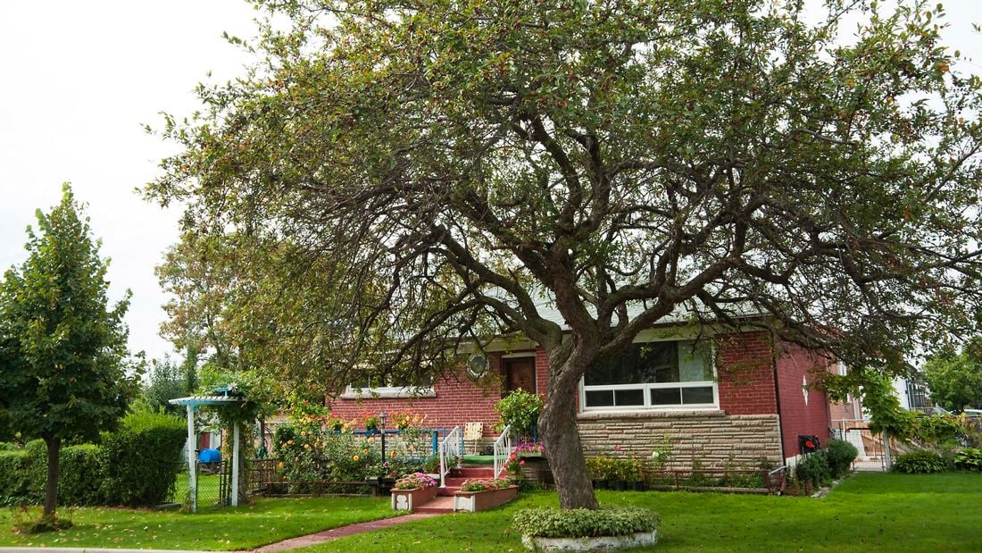 A mature tree in a country backyard in front of a red brick house