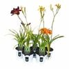 150mm Day Lillies Mix - Hemerocallis