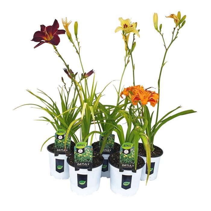 150mm Day Lillies Mix - Hemerocallis