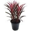 125mm Ti Plant - Cordyline Ti Dye