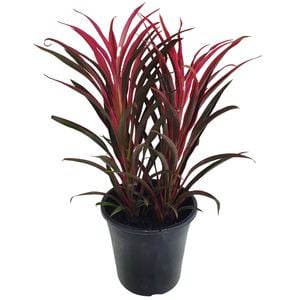 125mm Ti Plant - Cordyline Ti Dye
