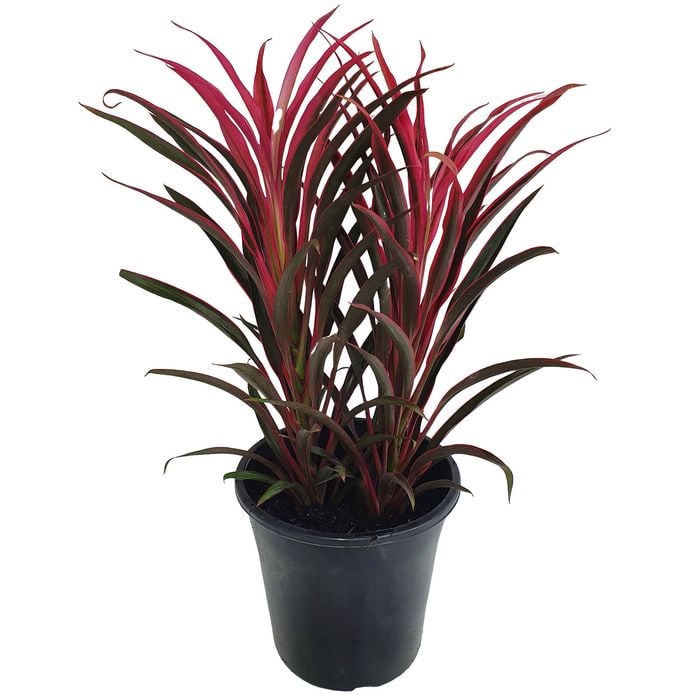 125mm Ti Plant - Cordyline Ti Dye