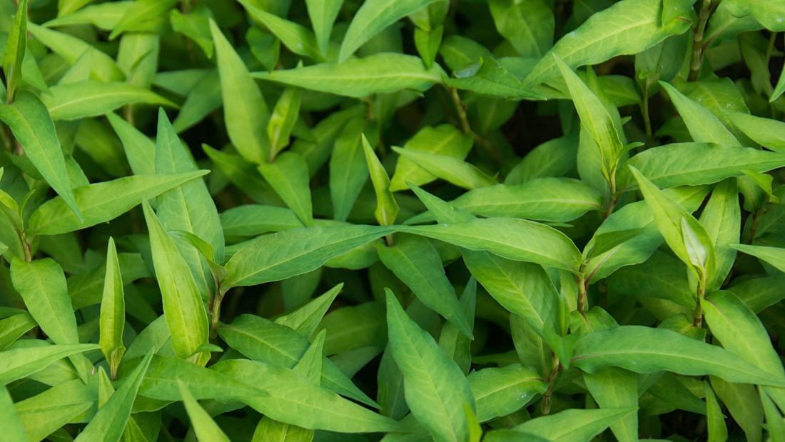 Close up of the vibrant green leaves of a Vietnamese mint plant.