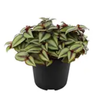 120mm Tradescantia Purple Highway PBR - Tradescantia Zebrina 