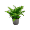 150mm Silver Lady Fern - Blechnum gibbum
