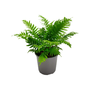 150mm Silver Lady Fern - Blechnum gibbum