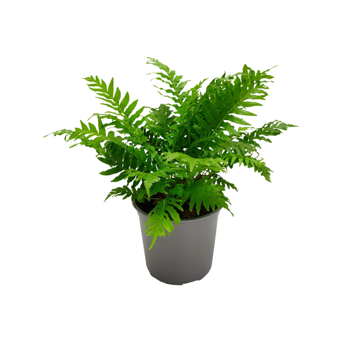 150mm Silver Lady Fern - Blechnum gibbum