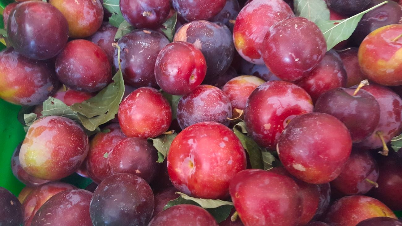 Close up shot of many purple king plums in a neon green tub