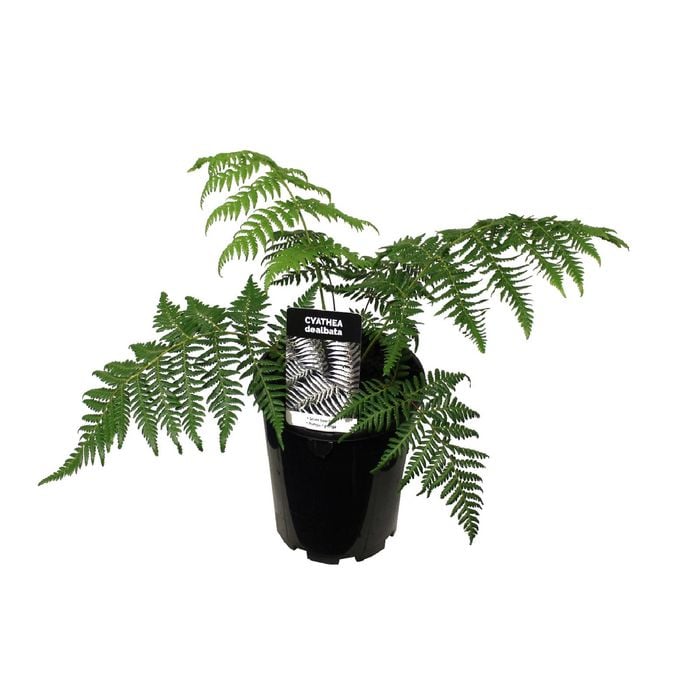 3.3L NZ Silver Fern - Cyathea dealbata