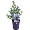 140mm Blue Pacific - Ceanothus
