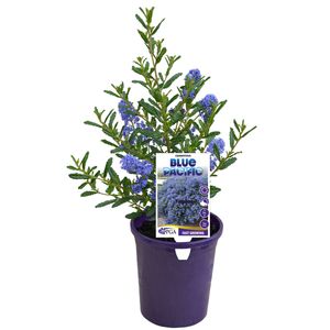 140mm Blue Pacific - Ceanothus